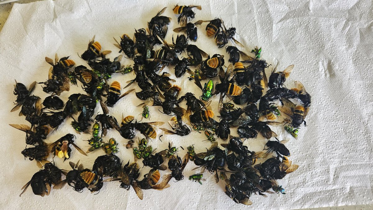 🐝🌻Nash Turley🌻🐝 tweet media