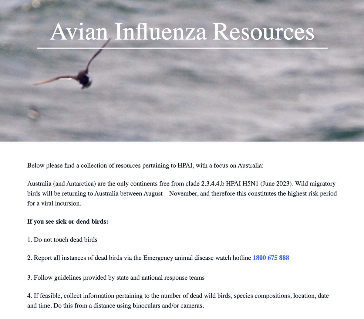 DuckSwabber's tweet photo. I've updated my avian influenza resources page, with links to Australia's official response guidelines (AUSVETPLAN) and starting to collate all the literature I tweet. 
👉https://t.co/5z26h7MThH https://t.co/JXtoiguxgq