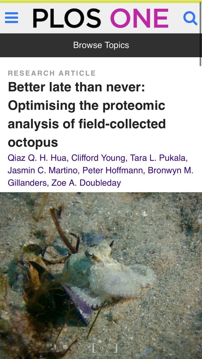 🚨2nd PhD chapter is finally published (better late than never?)! Here we optimised the ‘field🌊 to lab🧪’ process for preserving, extracting &amp; quantifying octopus proteins. We hope this’ll help address more ecological questions using proteins🐙 More here: tinyurl.com/2p953hfd