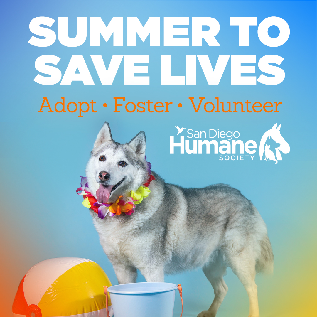 sdhumane's tweet photo. We need you, our animal-loving community, to become heroes for pets. With more animals in our care than ever before, our shelters are FULL. You can help us turn our most challenging season yet into a Summer To Save Lives by adopting, fostering and volunteering! https://t.co/E2vA94J9RN