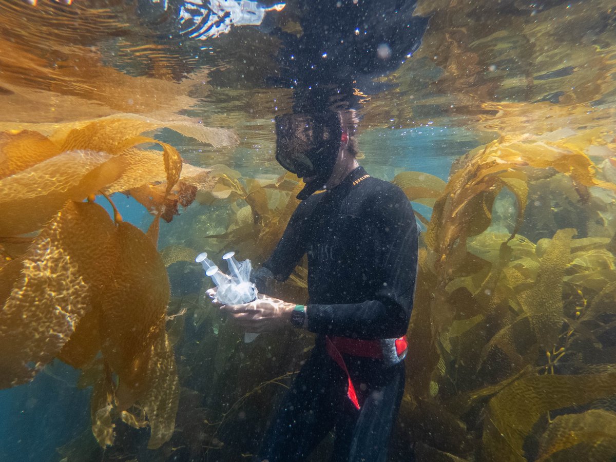 USCWrigley's tweet photo. ⁠Just a typical summer day for Zinsmeyer Fellow Declan Bulwa, who is conducting his research on Vibrio abundance in the waters surrounding #WrigleyMSC. https://t.co/G4jVLgJBhA