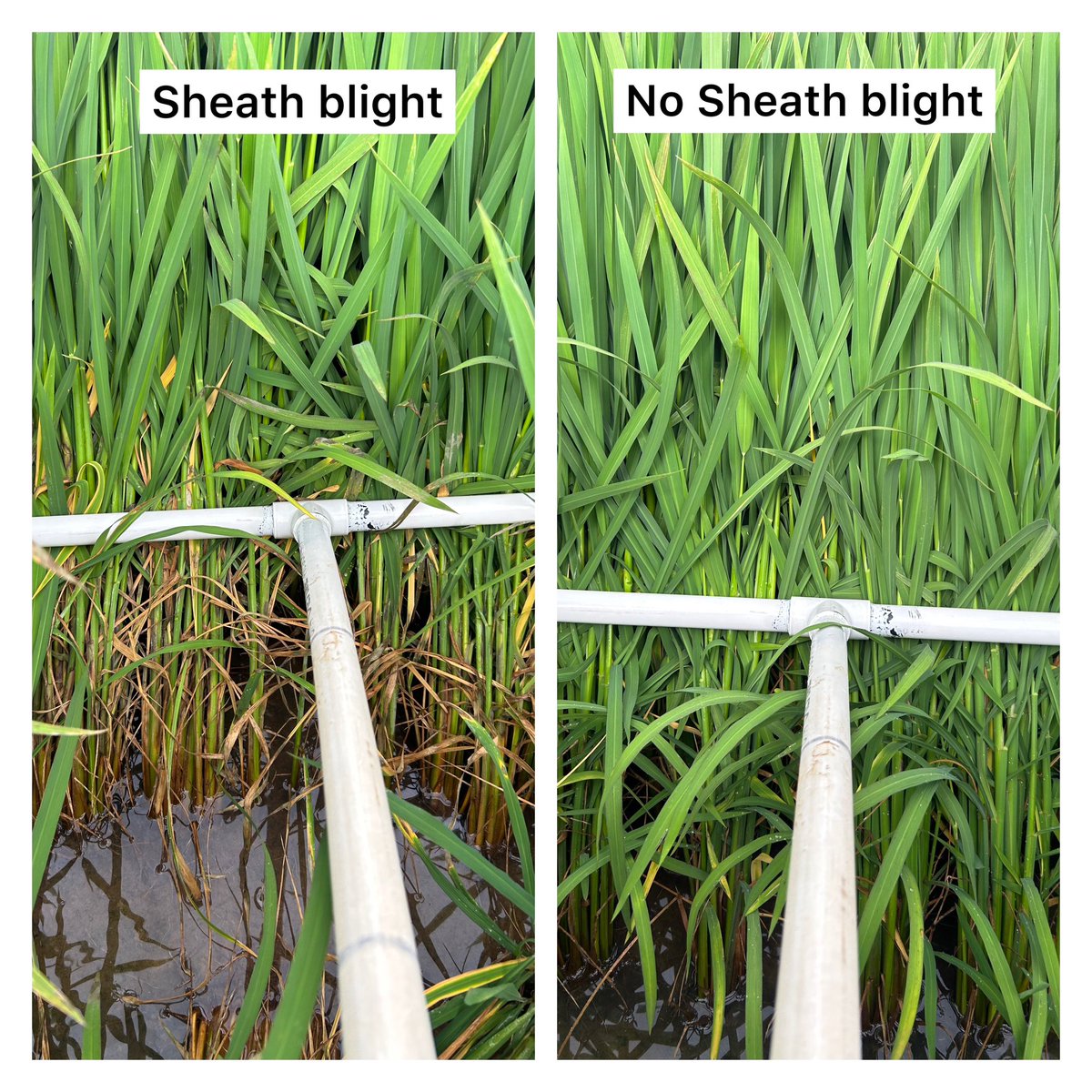 Camila Nicolli (@ricecropcare) on Twitter photo Time to start scouting rice 🌾🌾 fields to detect sheath blight! <a href="/Arkansas_Rice/">AR Rice Extension</a>
Check out also the Arkansas rice updates: arkansascrops.uada.edu/posts/crops/ri… Time to start scouting rice 🌾🌾 fields to detect sheath blight! <a href="/Arkansas_Rice/">AR Rice Extension</a>
Check out also the Arkansas rice updates: arkansascrops.uada.edu/posts/crops/ri…