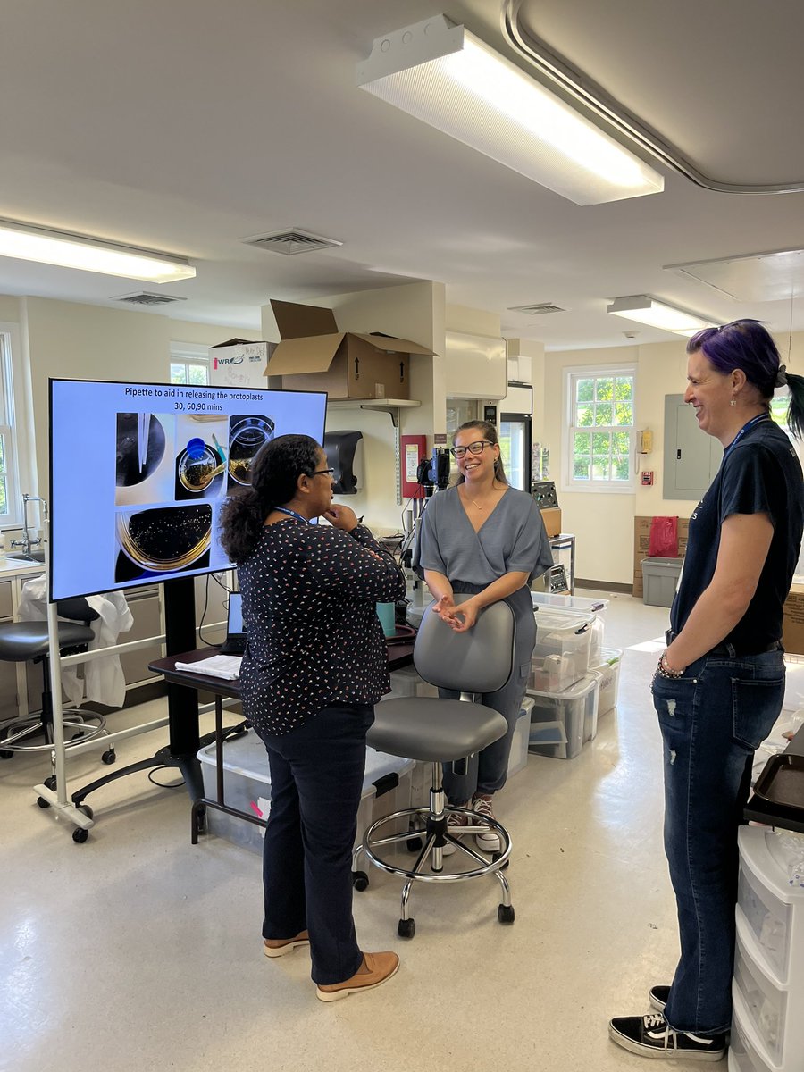 CSHLPlantSchool's tweet photo. In today’s lab we did protoplast isolation from maize roots for @FluentBioScien1 PIPseq single cell RNA-seq with Prof Dave Jackson! The students will analyze their sequencing results on the last day of the course. https://t.co/CAuL4DAgfJ