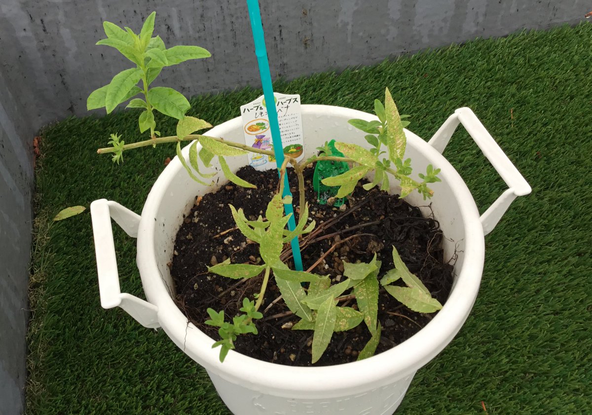 GrovingBase's tweet photo. おはようございます!
#grovingbase の屋上ガーデンでは新しいハーブ達が仲間入りしました🌿日当たりの良い屋上は生育環境が良いのか、早速新芽を次々と付けています😆
毎日暑い日が続きますが、恵みの雨で元気に育ってほしいですね🌱
#京都 #シェアオフィス #緑のあるオフィス #コワーキング https://t.co/TAwr0V6Ss0