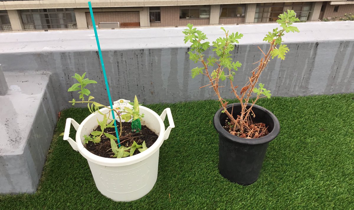 GrovingBase's tweet photo. おはようございます!
#grovingbase の屋上ガーデンでは新しいハーブ達が仲間入りしました🌿日当たりの良い屋上は生育環境が良いのか、早速新芽を次々と付けています😆
毎日暑い日が続きますが、恵みの雨で元気に育ってほしいですね🌱
#京都 #シェアオフィス #緑のあるオフィス #コワーキング https://t.co/TAwr0V6Ss0