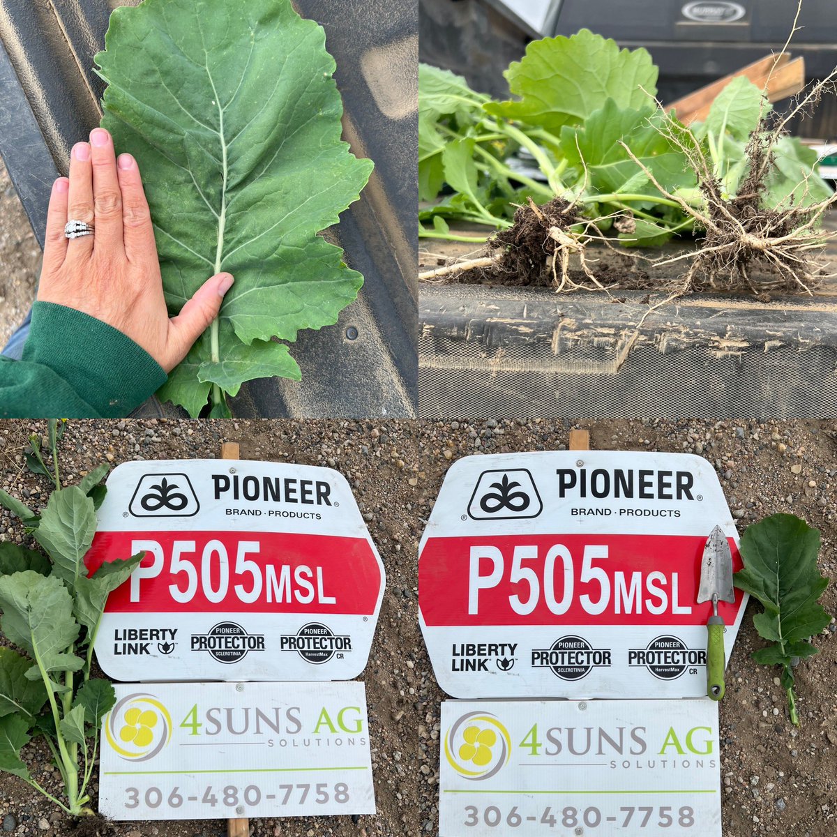 4sunsAg's tweet photo. The most beautifully cabbaged crop I’ve seen with this variety this year hope we get some rains these roots are ready for it #canola @PioneerSeedsCA @CortevaCA #westcdnag #grow #food #saskatchewan https://t.co/spqBRyvvkG
