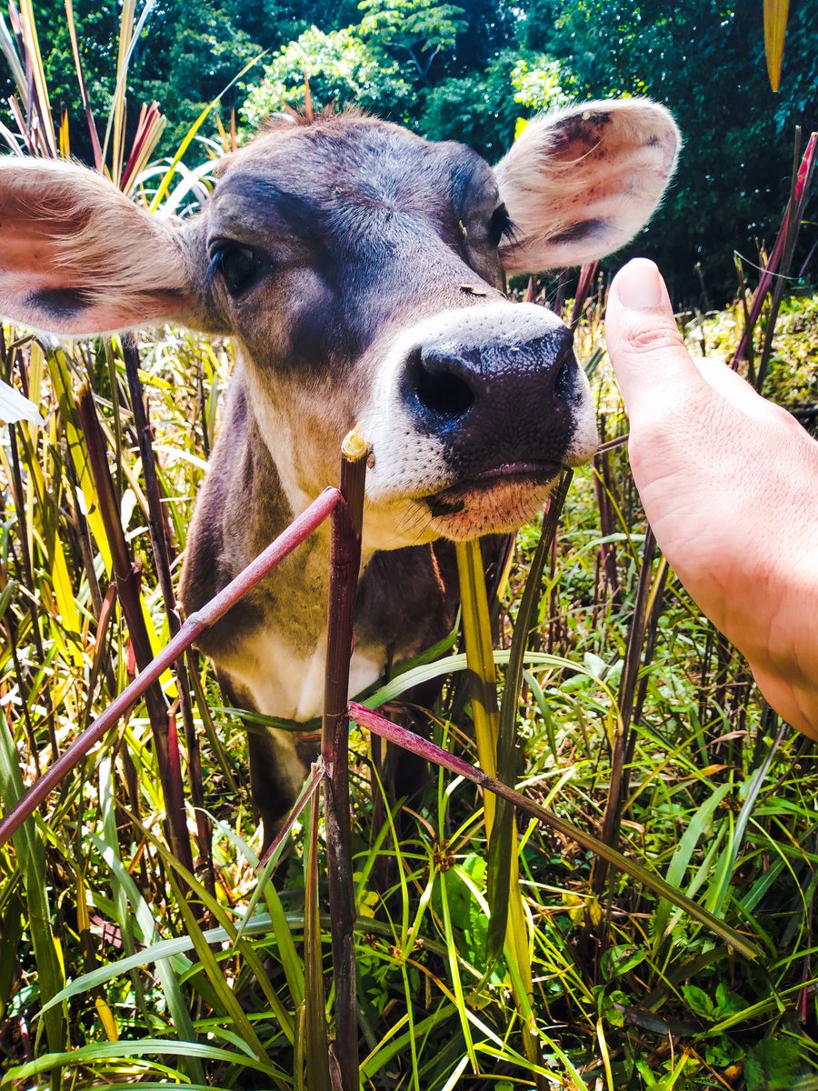 Salina va cumplir 5 meses dentro de unos días 🐄 #cows #jerseycows #CostaRica