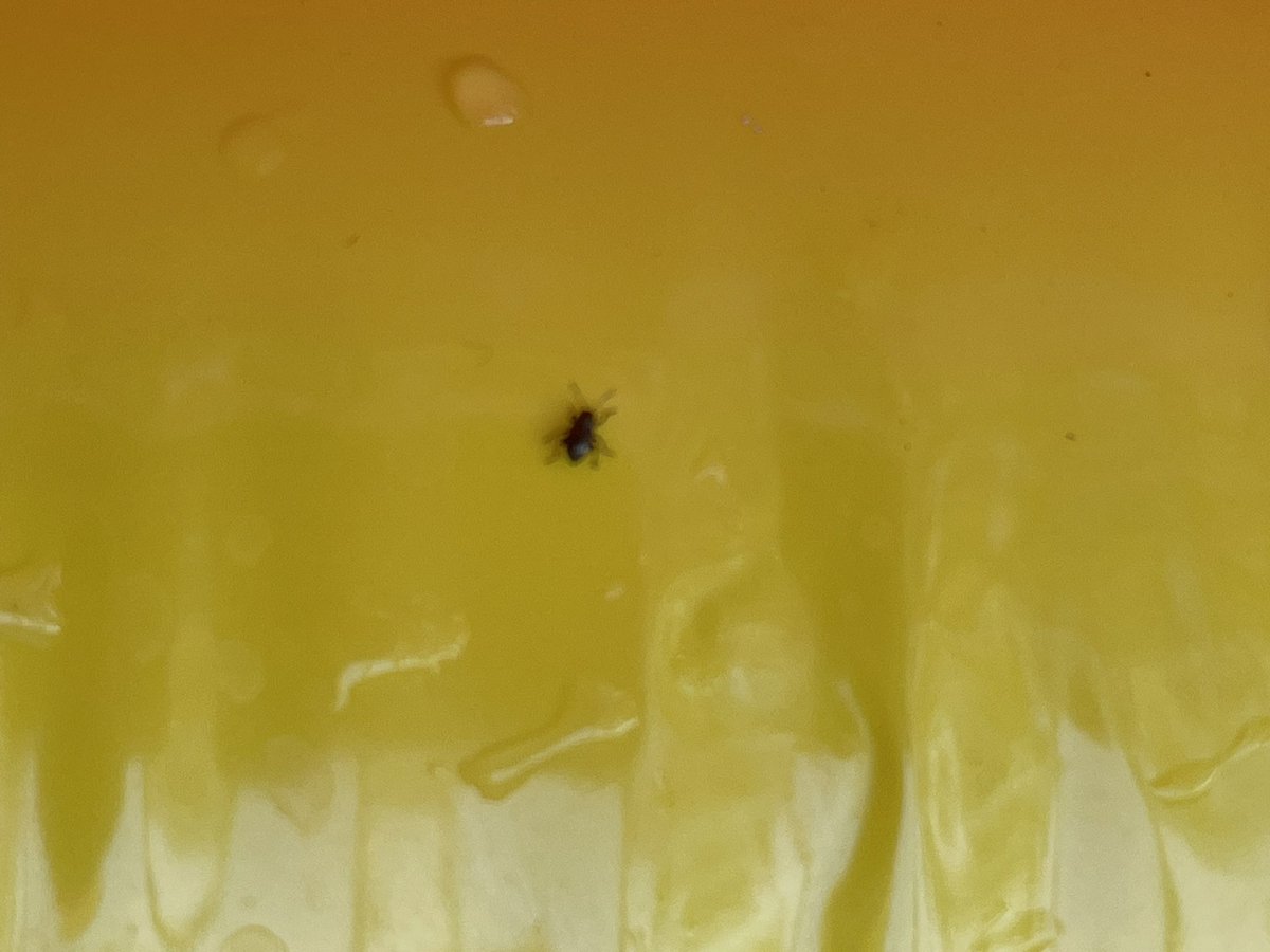 Matt Lieb?? tweet media