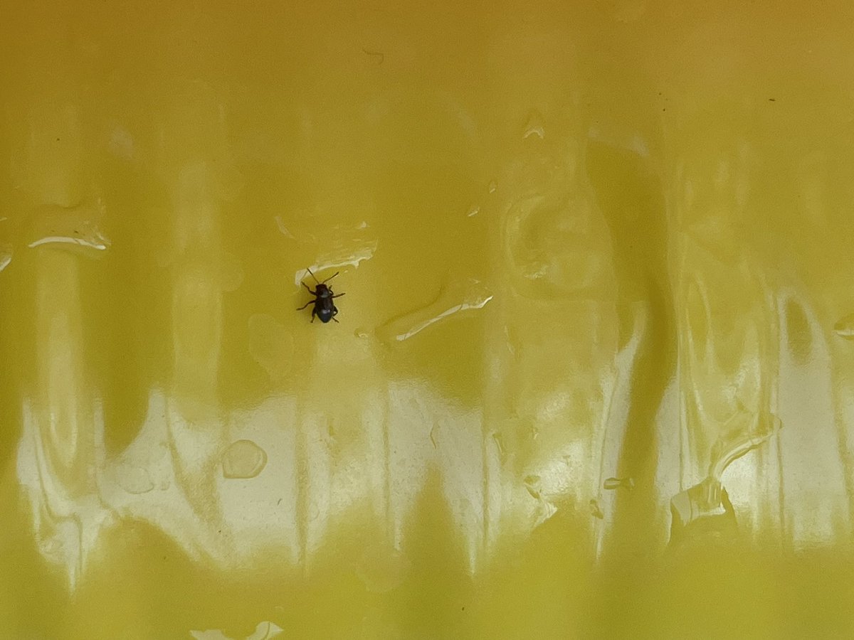 Matt Lieb?? tweet media