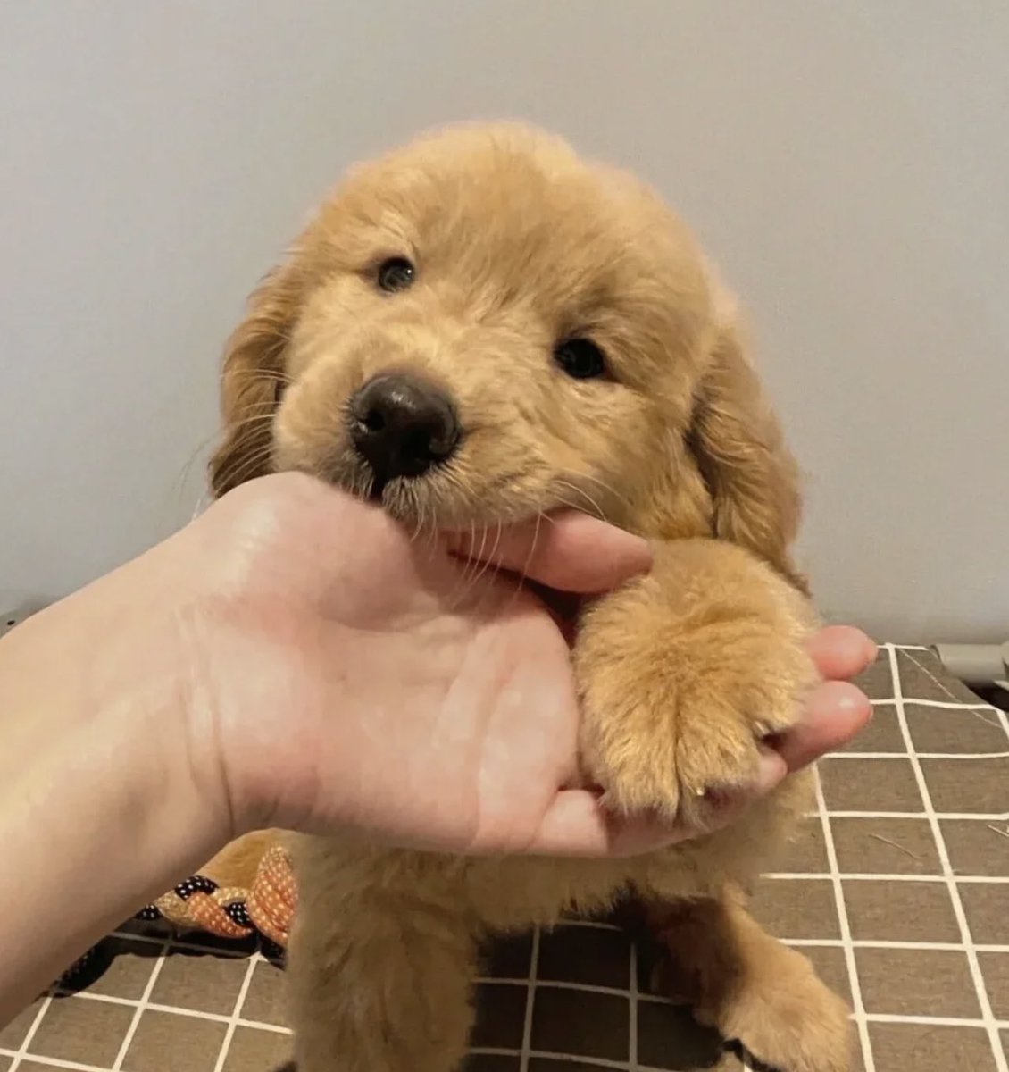 จุ้บสิ จุ้บสิ