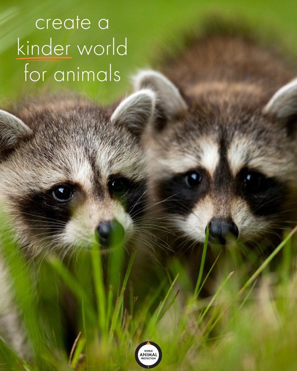 MoveTheWorldUS's tweet image. Create a kinder world for all animals. 🧡