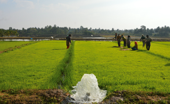 EOMRV's tweet photo. Want to help grow climate smart agriculture and markets in India? Interested in rice, CH4, data fusion, and MRV? Like space-time analytics? We're hiring data scientists, ML, crop modelers, remote sensors, soil scientists, product, and support roles. https://t.co/8wvHMGT3Vr https://t.co/zWCY0RZOxr