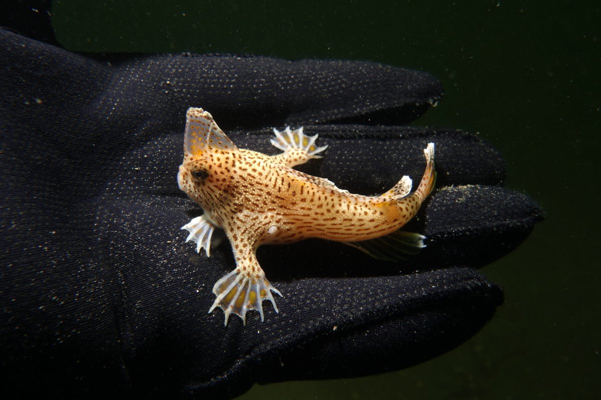 Lending a hand to handfish recovery. ✋

Forget The Avengers, we're part of a cooler superhero team: the national handfish recovery project. Handfish are unique. They prefer to 'walk' along the ocean floor instead of swim, and are exclusively found in the waters of southern Aus.