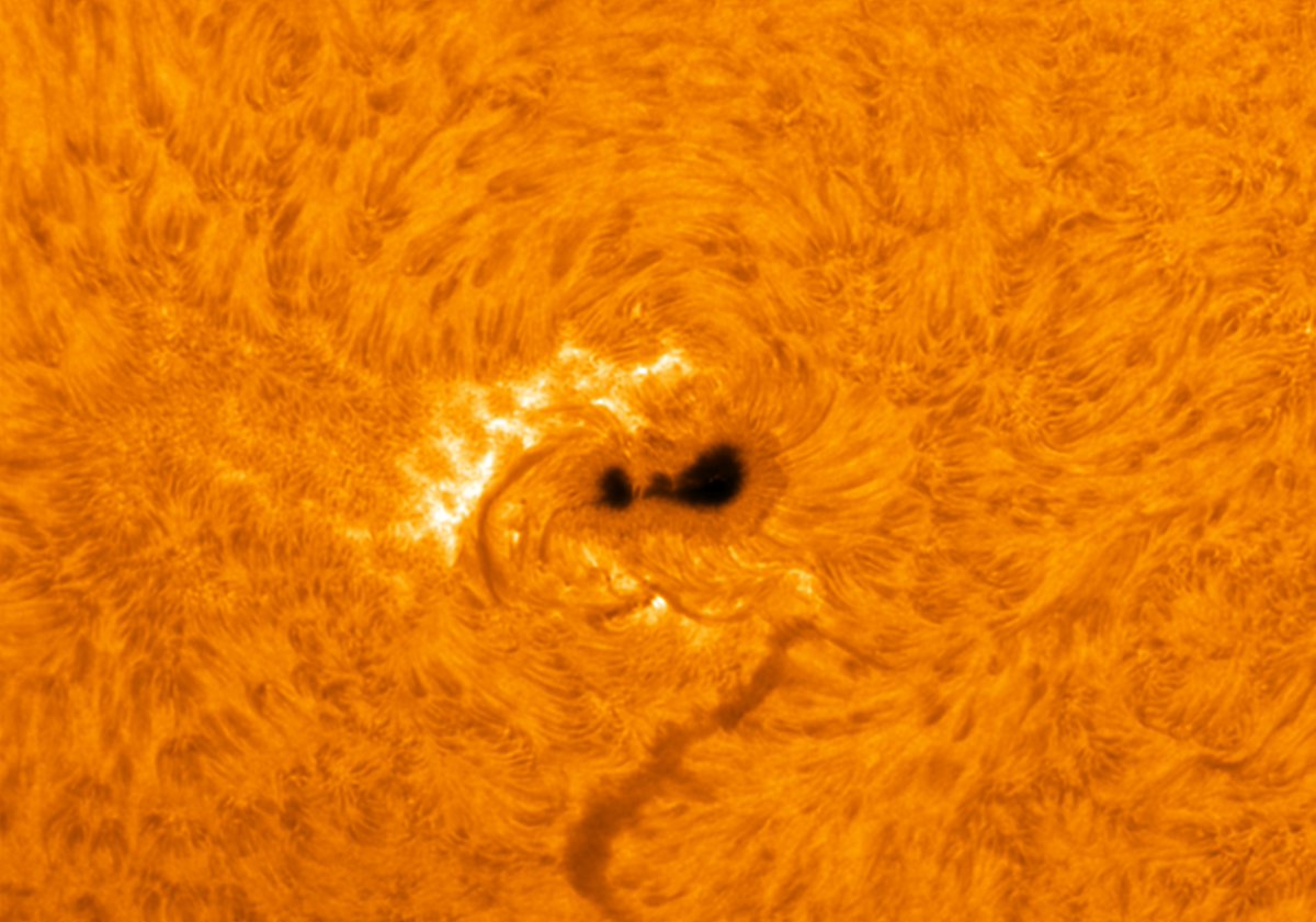 That crackling #sunspot #AR3372 may be the new hotness on the way, but #WestportObservatory #solar #astrophotographer Franco Fellah used his HaT203mm scope from his front yard in #WestportCT this morning, 7/12, to see incredible detail on massive #sunspot #AR3363 transiting #Sol.