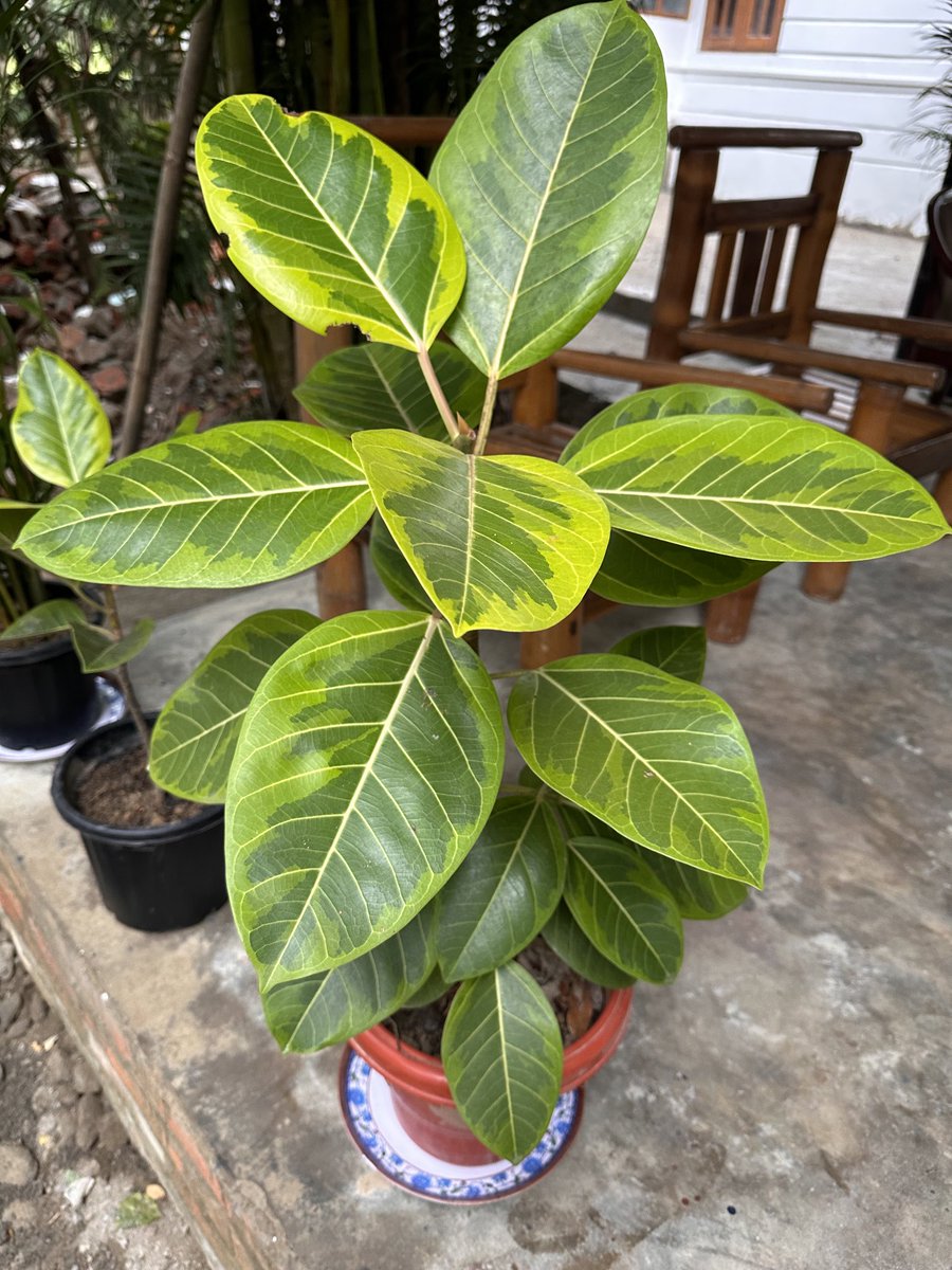 Mrinal_MLA's tweet photo. #plantidentification - Ficus elastica, commonly called as decorative rubber #plant . If you want to keep your room cool then have them in your https://t.co/s1rcheNAeN takes water through its roots and then release moisture.
#mygarden https://t.co/zX6coKKruI