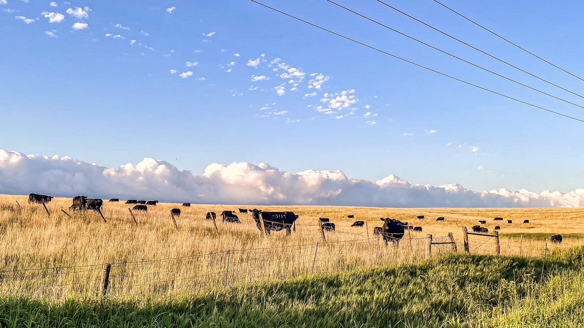 livestocklizzy's tweet photo. eat beef, drink coors light, and pray for farmers &amp; ranchers

welcome to cattle country https://t.co/lCfvy8GAW6