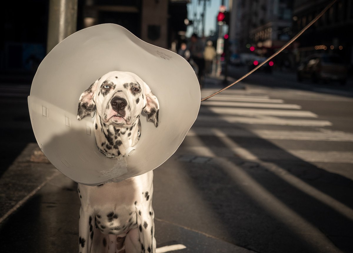 OzDogLover's tweet image. 🐶🩼💵 Almost three quarters of Australian #petowners don't have #petinsurance. 
Over half of all pet owners expect to dip into their savings if an unexpected #vetbill comes up. 
#Millennials are the generation most likely to have pet insurance (33.87%).
australiandoglover.com/2023/07/73-of-…