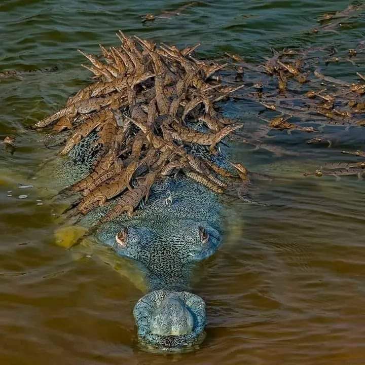 InformaCosmos's tweet photo. Un cocodrilo con sus centenares de crías 🤯

La espectacular imagen de este cocodrilo, con sus crías posando sobre él, fue capturada por el fotógrafo de vida salvaje Dhritiman Mukherjee, premiado como ‘Wildlife Photographer of the Year’ del Museo Nacional de Historia de Londres. https://t.co/0GJT9zXa8Y
