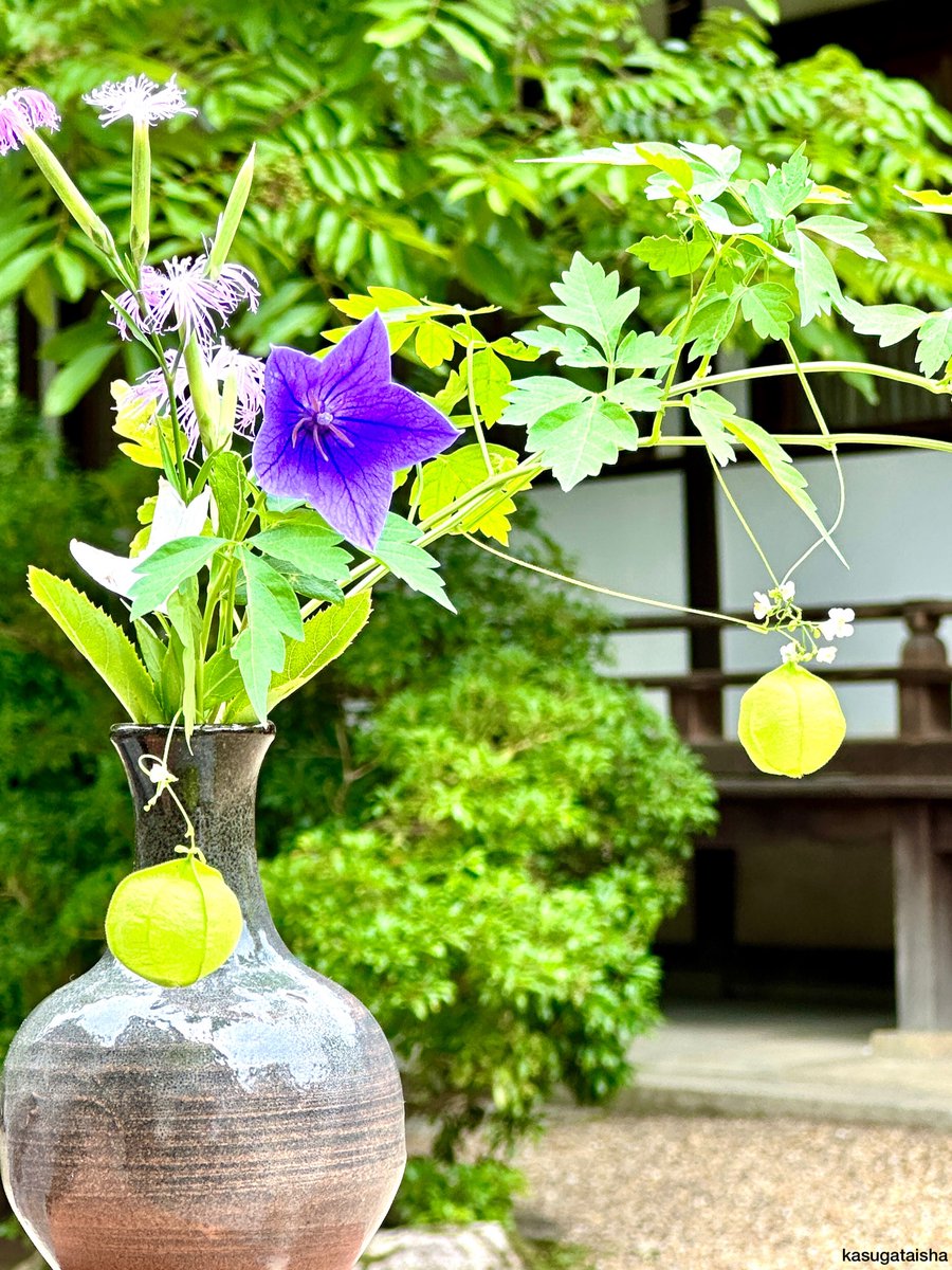 KASUGASHRINE's tweet photo. ��はようございます。
涼しげな色のお花たち。

暑さ対策をしながら熱中症にお気をつけてお過ごしください。

#春日大社 #奈良 #植物写真 #桔梗 #撫子 #鬼灯 https://t.co/7vb9bxus1E
