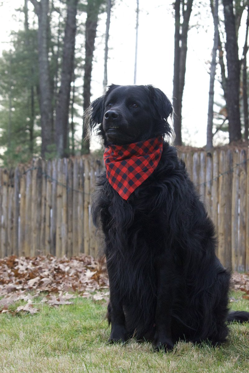 briere21's tweet photo. let’s bring this back since @27MilanLucic is back on the b’s.. i 100% named my dog after my favorite hockey player, Looch🥹 https://t.co/myxgZH93mN
