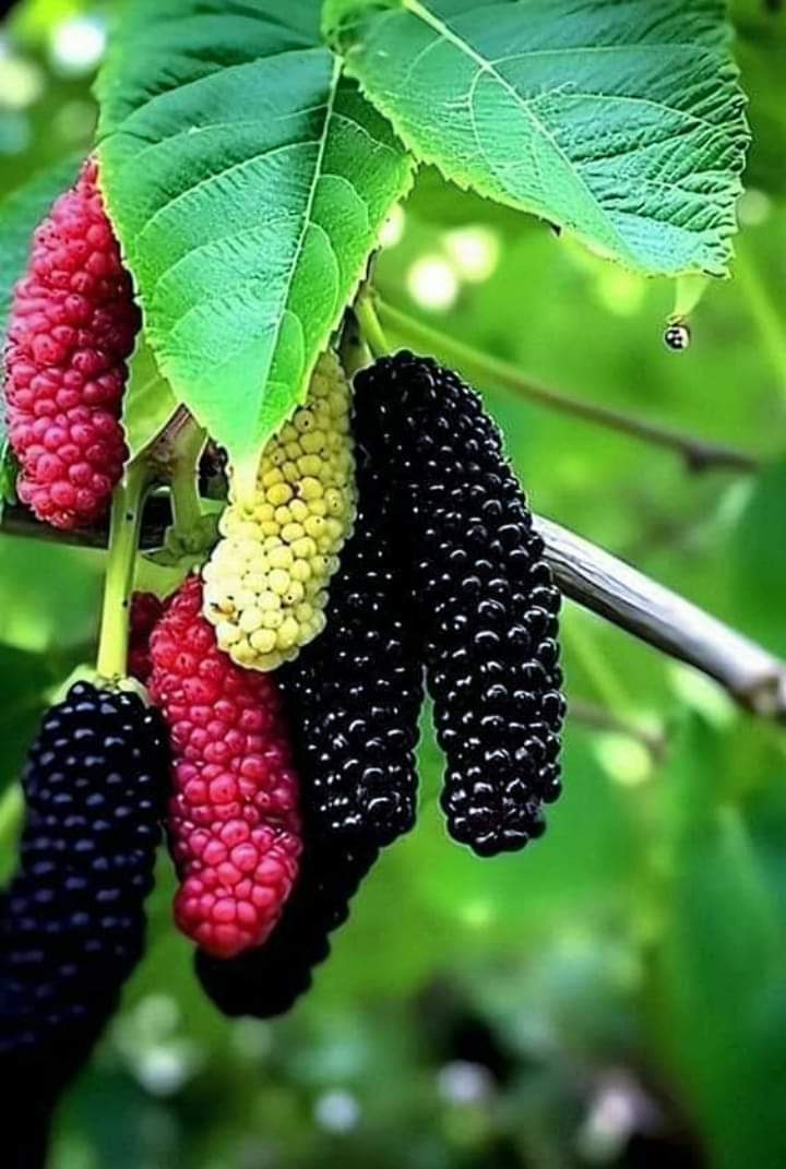 Juliana_120620's tweet image. #Zarzamora 😋😋