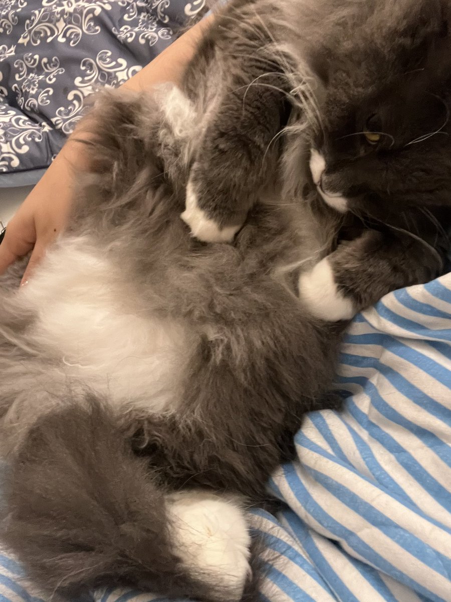何歳まで横で寝てくれるだろうか😴
#ラガマフィン #猫のいる生活