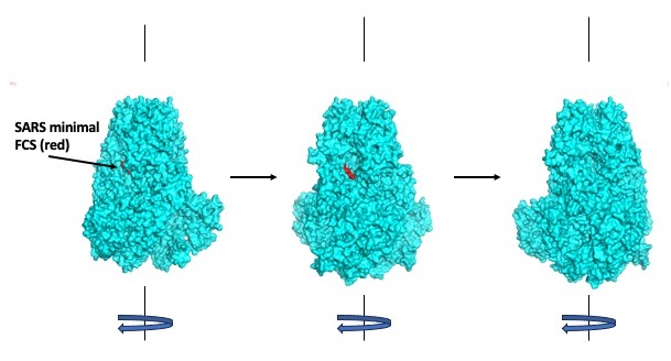 kccorin's tweet photo. This is confirmed with 3D structures. The SARS FCS is unlikely to be easily accessible by proteases. SARS-CoV-2’s FCS sticks out and is easily accessible. https://t.co/zec8wjqeyz
