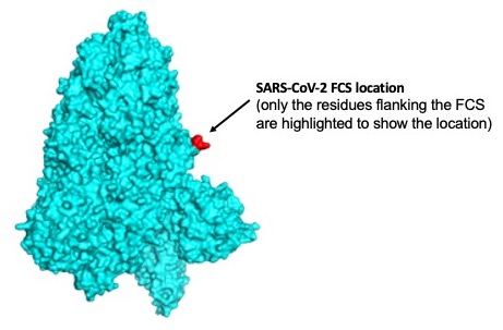 kccorin's tweet photo. This is confirmed with 3D structures. The SARS FCS is unlikely to be easily accessible by proteases. SARS-CoV-2’s FCS sticks out and is easily accessible. https://t.co/zec8wjqeyz