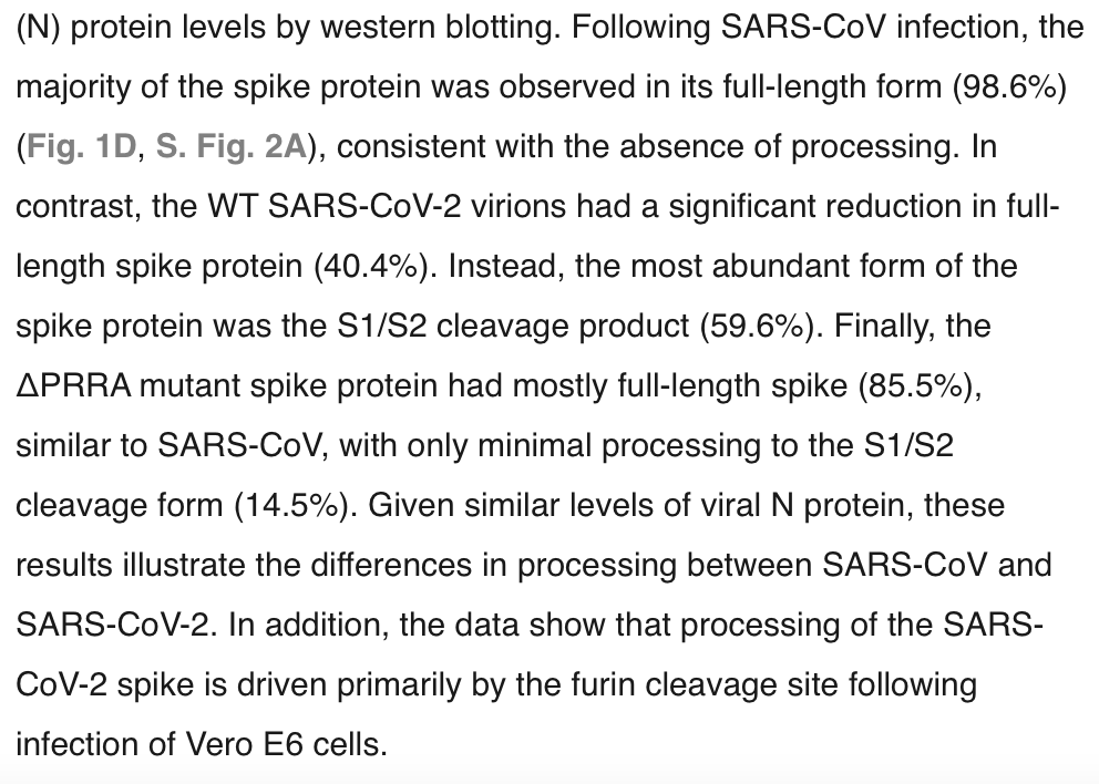 kccorin's tweet photo. Under experimental conditions the SARS spike is largely uncleaved, while the SARS-CoV-2 spike is.
https://t.co/S6kCq4xvA1 https://t.co/jVa5aBqB0T
