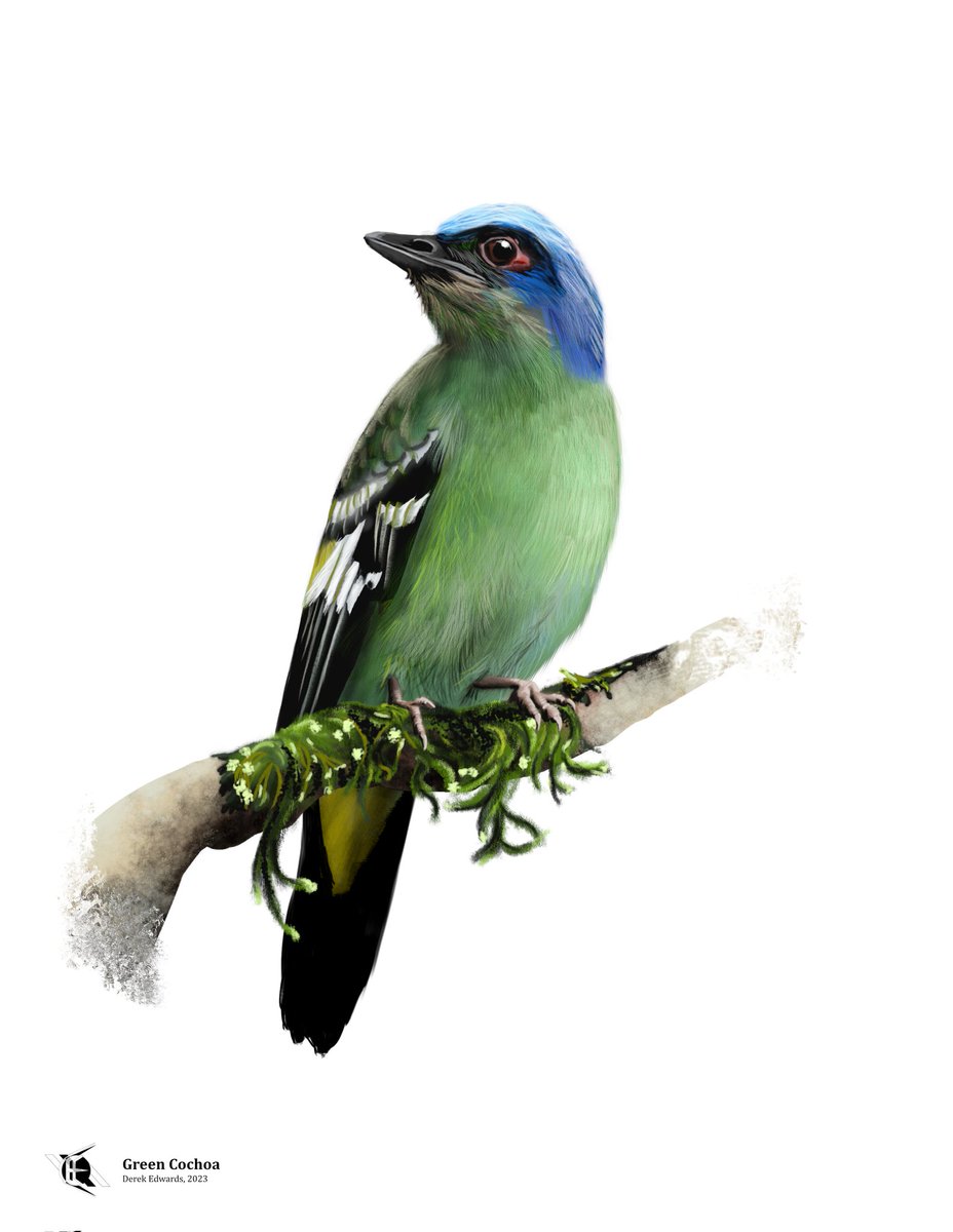 edwards_editor's tweet photo. Do you know these birds? You should. Subscribe (for free!) to A Running Commentary to learn about the Bird of the Week every Monday (most Mondays). https://t.co/zD3LsyKrVd