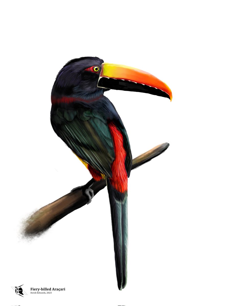 edwards_editor's tweet photo. Do you know these birds? You should. Subscribe (for free!) to A Running Commentary to learn about the Bird of the Week every Monday (most Mondays). https://t.co/zD3LsyKrVd
