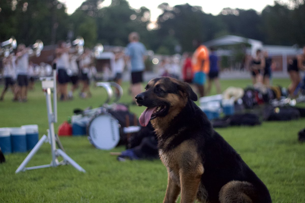 Southwind1980's tweet photo. We had a surprise visitor today during our ensemble block 🐶🧡
#drumcorps #dci #marchingband #southwind #SW2023 #SDUB https://t.co/4qHXhigw1m