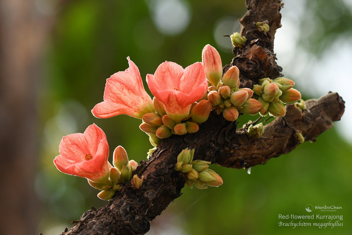 Wenbo77's tweet image. Red-flowered Kurrajong (Brachychiton megaphyllus). What an attractive deciduous tree from the Top End. It’s also the official emblem of Darwin City. 
#floraofaustralia #malvaceae #澳洲植物 #锦葵科 #australiantree