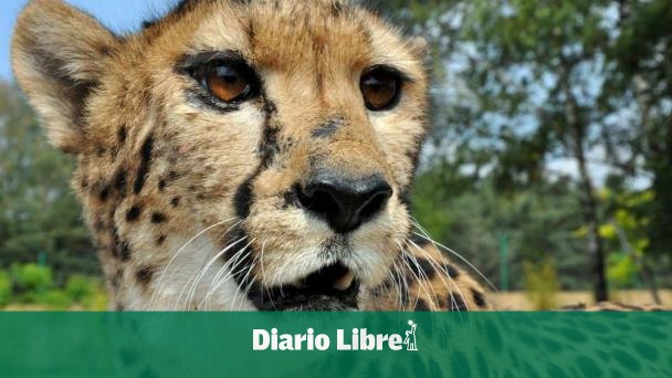 DiarioLibre's tweet photo. 🌎 |#PlanetaDL| Muere el séptimo de los 20 guepardos introducidos en la India para recuperar la especie
🔗https://t.co/BE5AdazDMa
#DiarioLibre #Guepardos #LaIndia #Recuperación https://t.co/TUBXSZfI3j