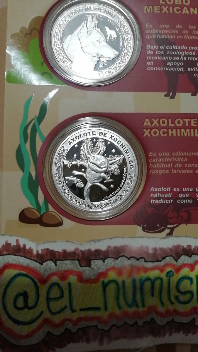 El_Numismatico's tweet photo. Aqui mi colección de medallas del 100 aniversario del #BosqueDeChapultepec, plata, latón y níquel.
¡Los #Ajolocoins se hicieron realidad! ¿Quién más si alcanzó?
#numistuits
#México
#cultura
#arte https://t.co/dgUsCOcvxi