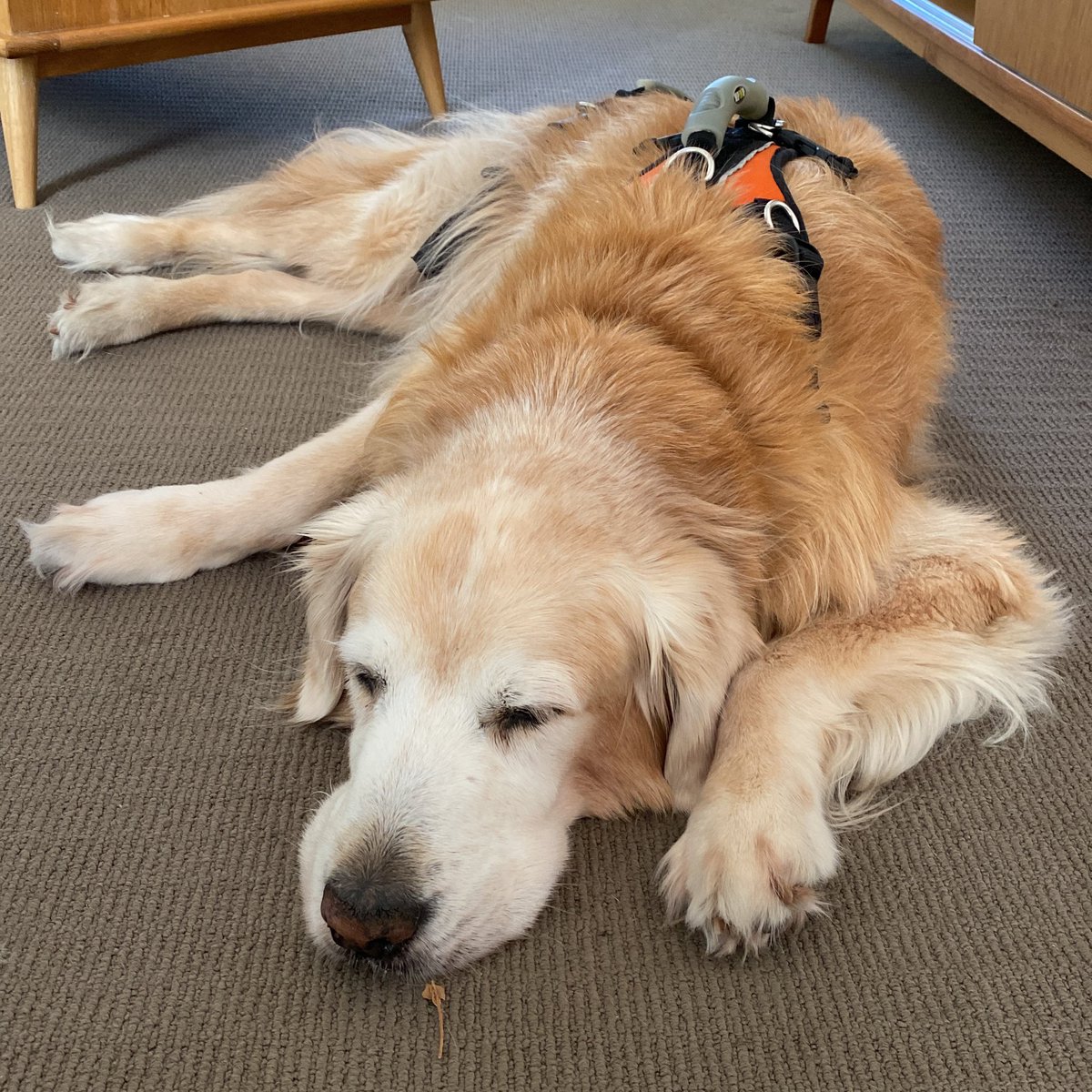 Donna_Hamer's tweet photo. @Pabu22 Ajax has lymphoma cancer and is taking Chinese herbs for support … I’ve become the master of disguise … rolling the herbs into tiny meat balls and on outside I rub sardines. He knows it’s there but loves sardines https://t.co/keLVZpZzh7