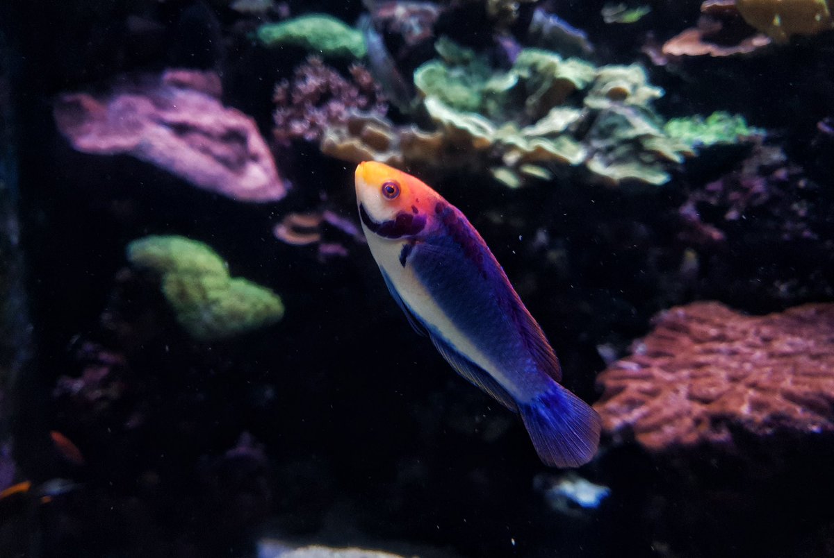 WK_Tang's tweet photo. Ice cream coloured fish 
#Cirrhilabrus #solorensis #TricolorFairyWrasse #FairyWrasse #ReefFish #AquariumCare
#Wildlife #Underwater #Photography
@natgeowild @NG_PristineSeas 
#Photogroffee https://t.co/0NhLWPVcLW