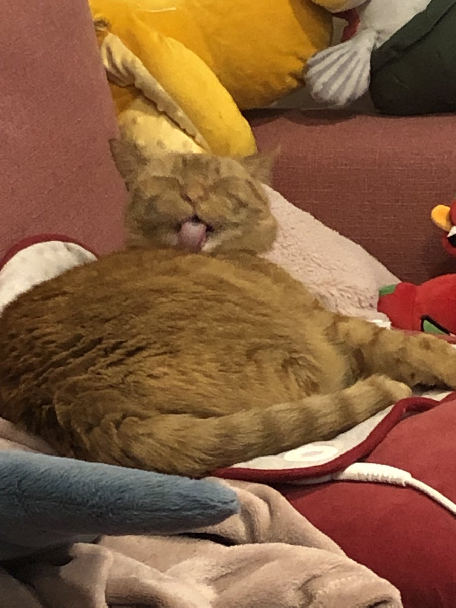 hello folks! especially those in the vic or Melbourne / NAARM area !! my sweetheart foster cat Wendy is looking for her forever home and I’d rlly appreciate if y’all could share this around !! 

more info below 👇