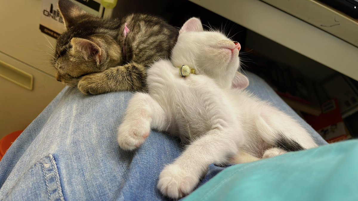 naomi7033alien's tweet photo. 子ねこの寝方ってなんでこうも愛おしいのでしょうか？
おかっぱ藍ちゃん寝。 https://t.co/xTzvMgsCjm