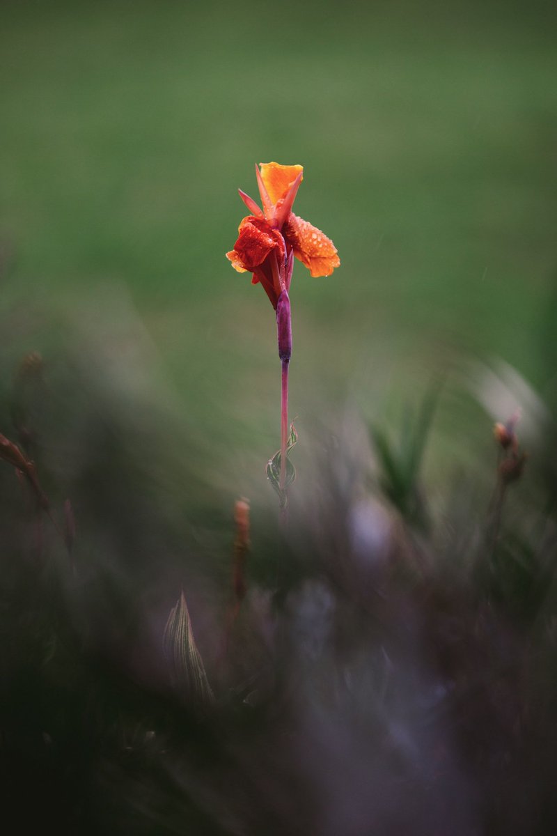 Ⓜ️ICHÆL🥤🌐 • 📷’er📍42°N | Emergence Edition x 20 tweet media