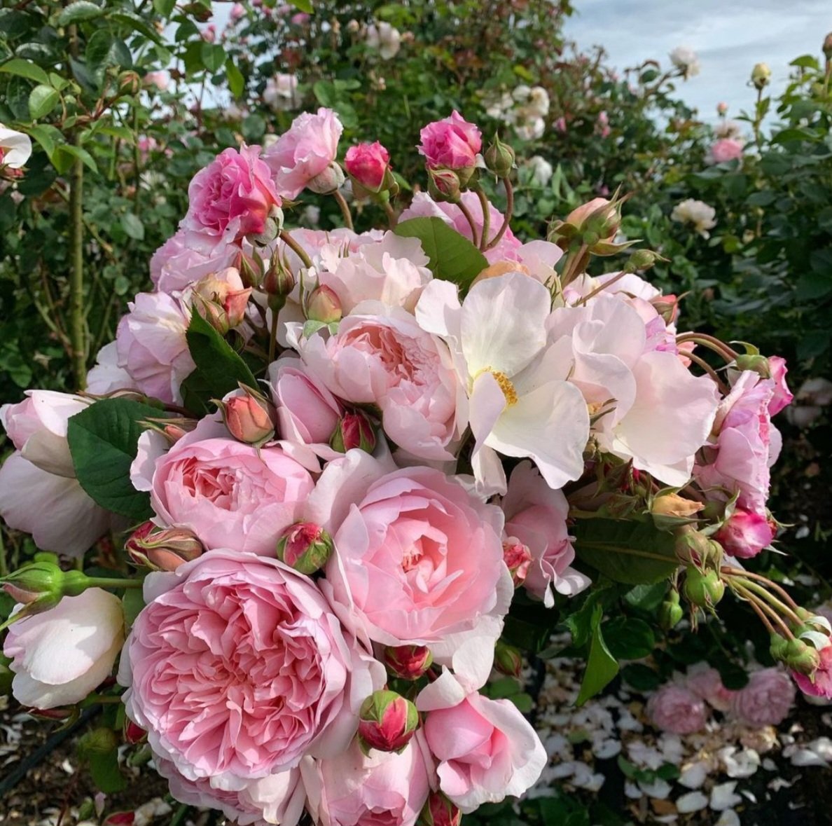 صباح الورد وعطره 🌹🌹🌹🌹