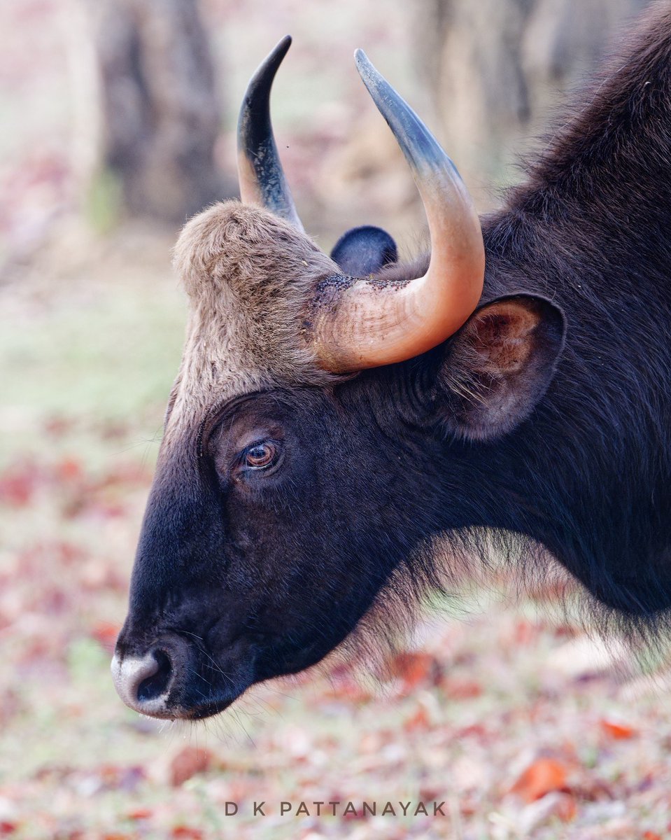 dkpattanayak tweet media