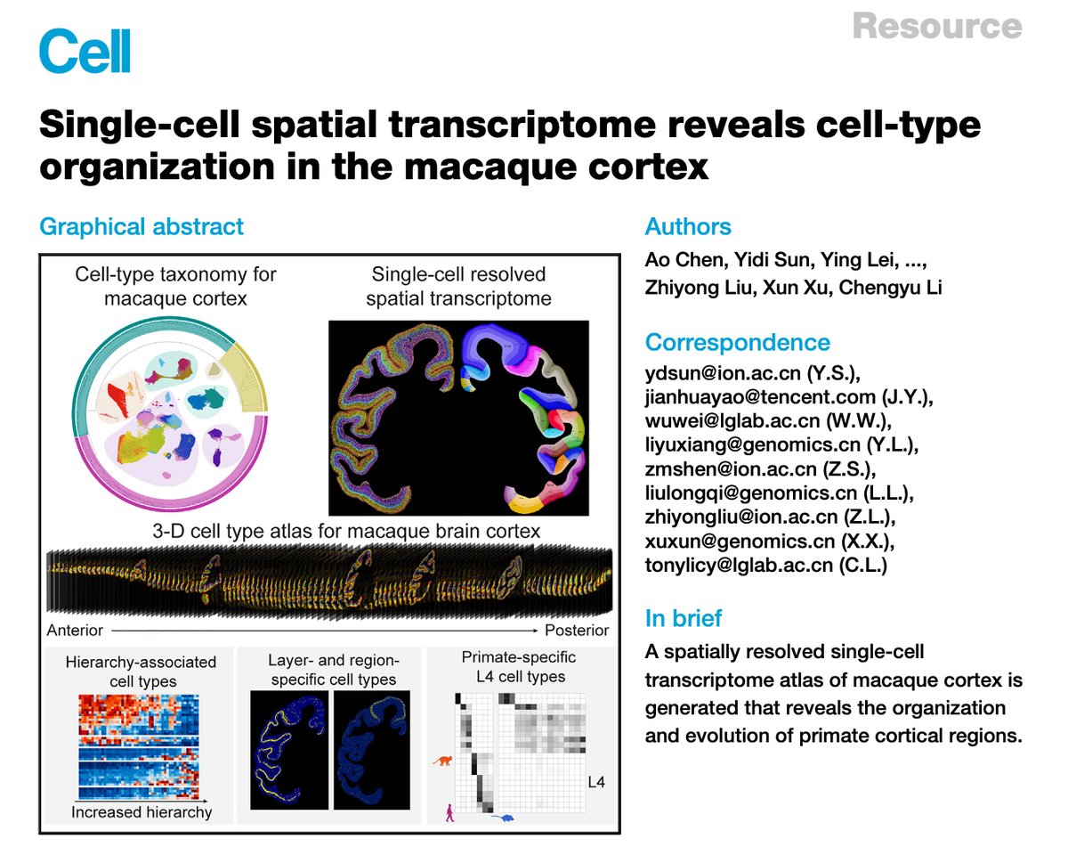 zhiyongliu10's tweet photo. The team work about Single-cell spatial transcriptome reveals cell-type organization in the macaque cortex.

Please refer to: 
https://t.co/jyRueMaG8Z https://t.co/dWXaMCROTM
