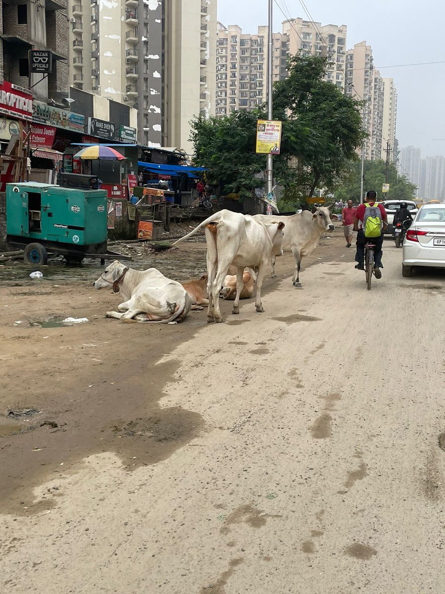 vikashkatiyarin's tweet photo. पहचानो ये तस्वीर @OfficialGNIDA पिछले एक साल से ज्यादा हो गया है टेक जोन 4 की सड़को की मरम्मत के लिए और फुटपाथ के लिए बोलते हुए लेकिन कार्य नहीं हुआ। इन्ही सड़को पर अभिभावक बाजू के स्कूल में अपने बच्चे लेकर जाने पर मजबूर कभी भी दुर्घटना हो सकती है। @MedhaRoopam @AmanDeepDuli https://t.co/BFhYyxCFmJ