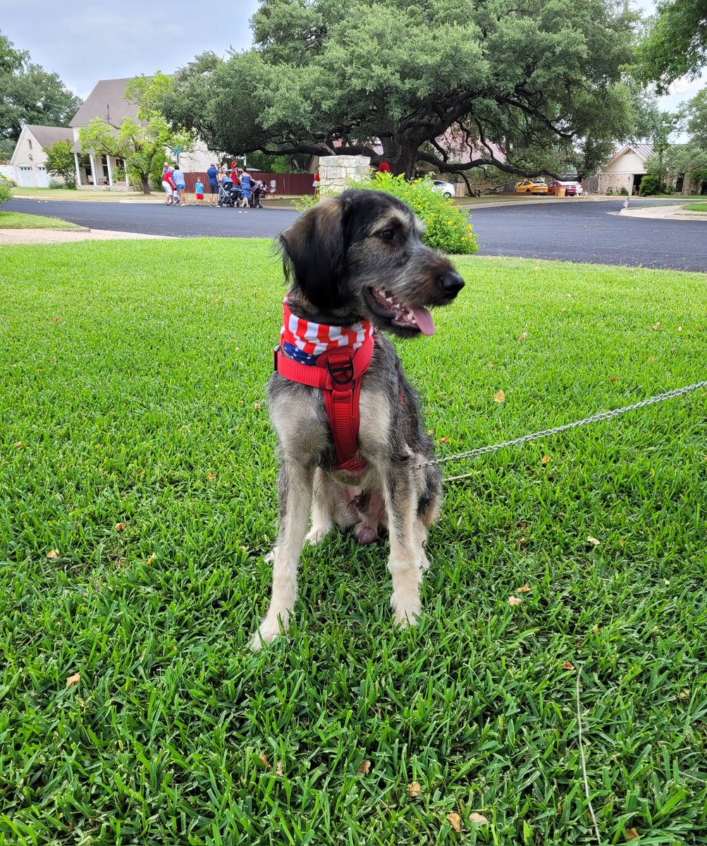 New puppy owner here...we have started spelling "treat" so as not to excite Russell....tonight, my husband starts saying "give him a T R E..." and Russell takes off running to the treat shelf.  Why didn't y'all tell me that dogs know how  to. S P E L L?