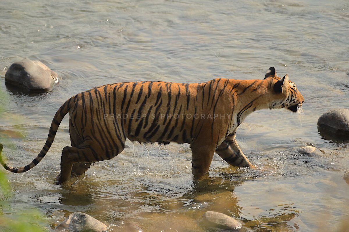 I think the target is fixed 
#tigerpradeepsingh #pradeepswildlifeexpeditions #tigerprasangsingh 
#dhikalacorbett 
#netgeotravel #netgeowild #nationalgeographic #bbcearth #bbctravel #nikonz6iiphotography #animalplanet #animalphotography #wildlife #wildnature  #wildernessculture