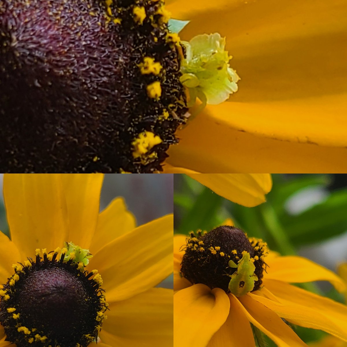 MeganMarie84's tweet image. vegento.russell.wisc.edu/pests/aphids/

#aphid #Aphidoidea #pests