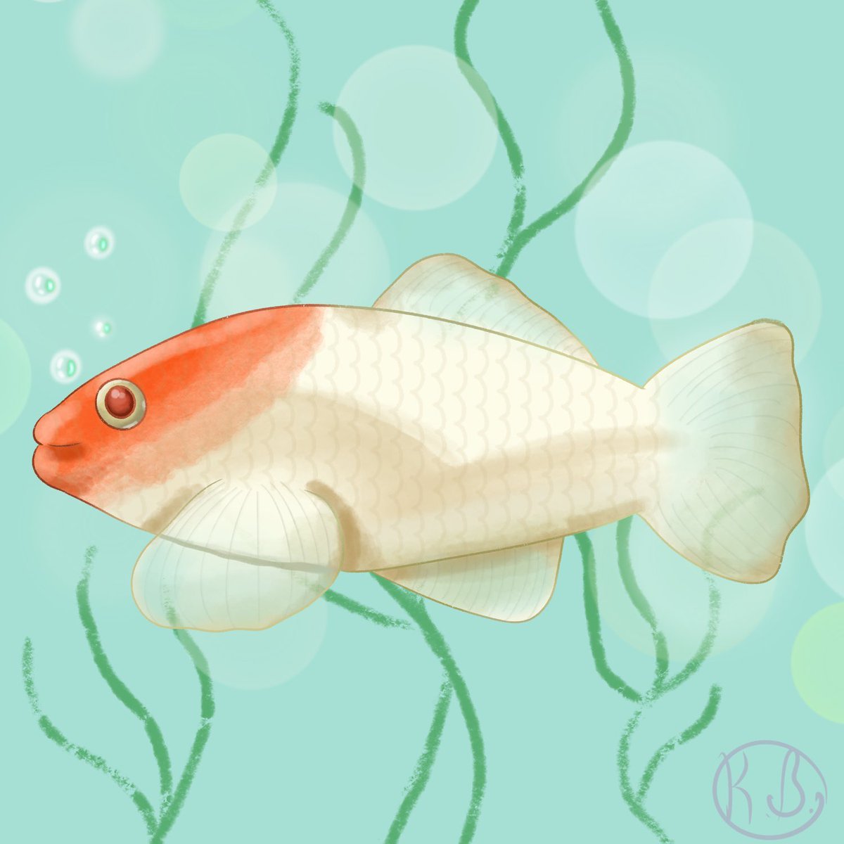 Felori_'s tweet photo. Tried something different this time lolโฆ our newest fish :Dโฆ
#art #fish #procreate #swordtail https://t.co/7v7JwciJU9