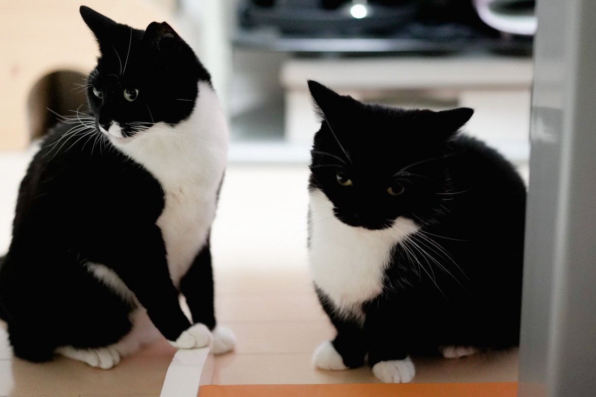 よるがうにを毛づくろい。
「微笑ましい〜」と思ってたら、うには明らかに嫌そうな顔で固まってた。

Yoru was grooming Uni.
But Uni froze with a clearly disgusted look on his face.