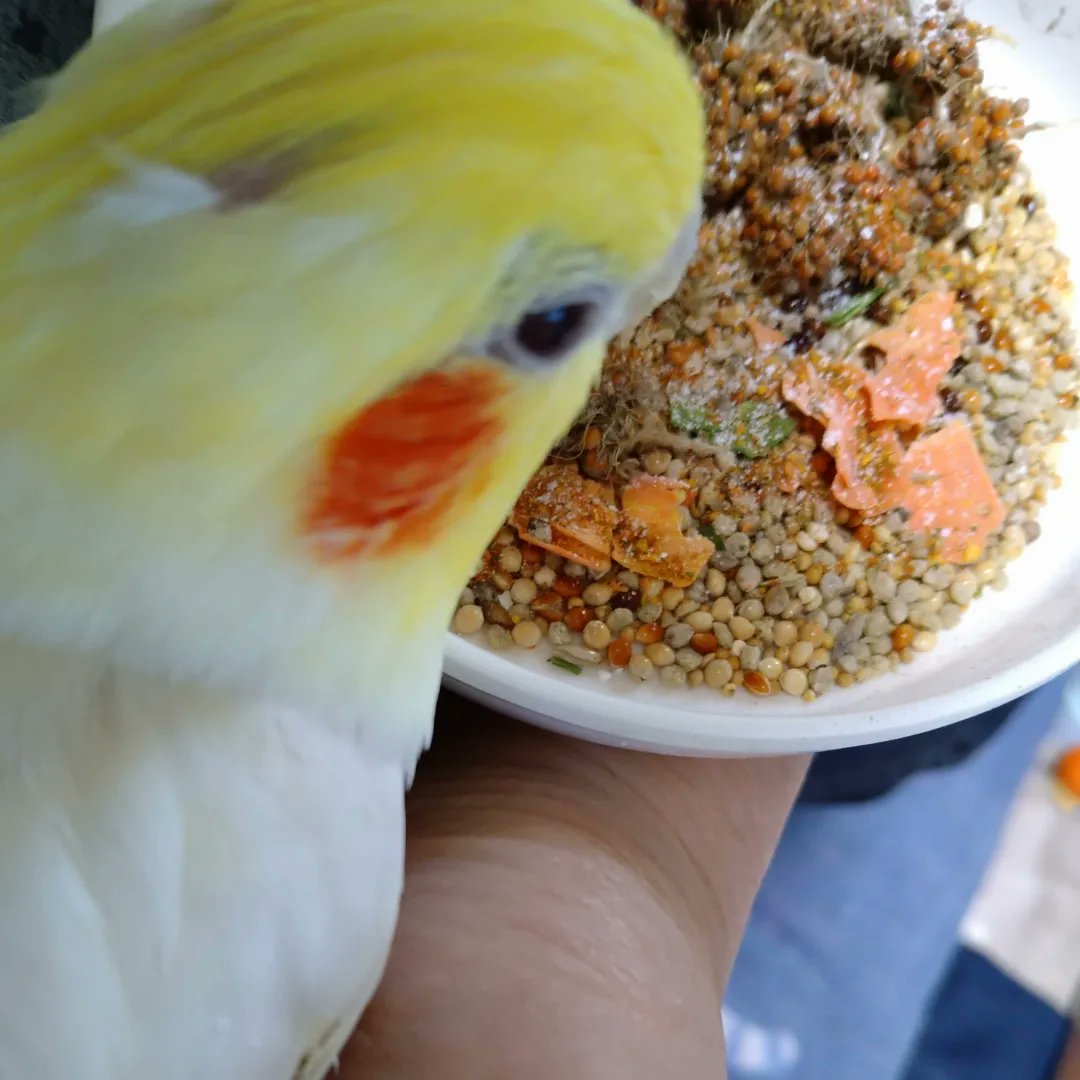 【チョコボ31歳までカウントダウン】

8/25で31歳になるおじいちゃんインコ🐥✨
8/25の推定誕生日から、9/15のお迎え記念日まで、何をやろうかなとずっと考えていましたが…。
一人でやれる業務量には限度がありますので、少し小分けします💦